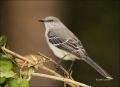 Florida;Northern-Mockingbird;Mockingbird;Mimus-polyglottos;one-animal;close-up;c